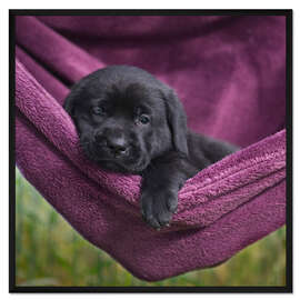 Gerahmter Kunstdruck Labrador Welpe IV