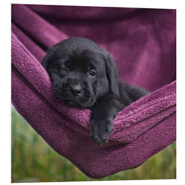 Foam board print Labrador Puppy IV