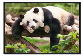 Gerahmter Kunstdruck Großer Panda beim Schlafen