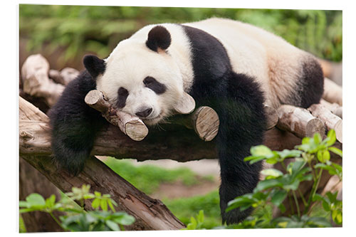 Foam board print Giant panda sleeping