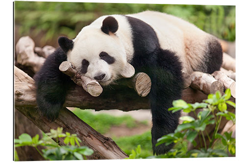 Gallery print Giant panda sleeping