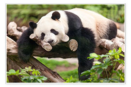 Wandbild  Großer Panda beim Schlafen - Jan Christopher Becke