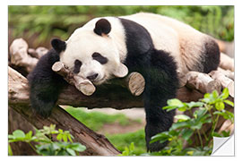 Wall sticker Giant panda sleeping