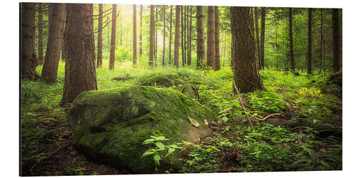 Aluminium print Forest and sunshine