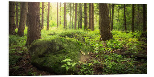 Foam board print Forest and sunshine