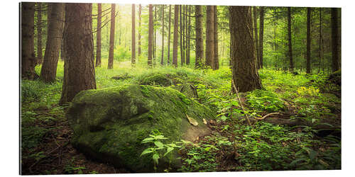 Gallery print Forest and sunshine