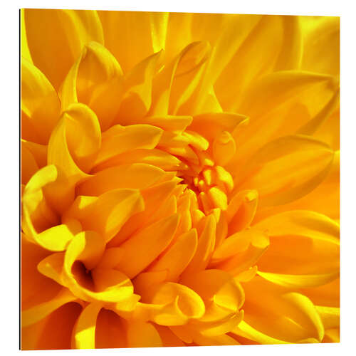 Tableau en plexi-alu Fleur jaune