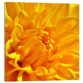 Tableau en plexi-alu Fleur jaune