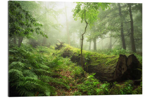 Galleritryck forest magic