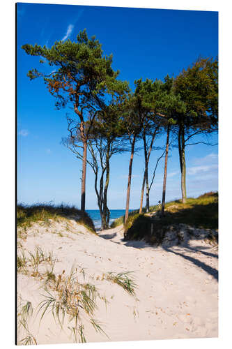 Tableau en aluminium Mer Baltique - Darß, pins sur une plage à l'ouest de la péninsule