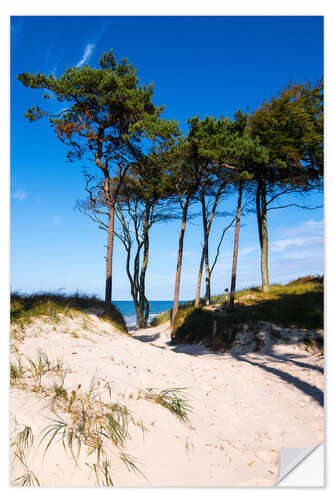 Autocolante decorativo Baltic sea - Wstern beach close to Ahrenshoop