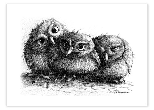 Plakat Three young owls - owlets