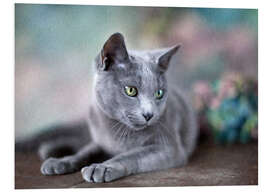 Foam board print russian blue