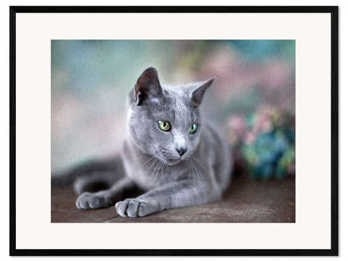 Kehystetty taidepainatus russian blue