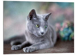 Gallery print russian blue