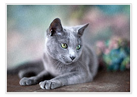 Poster russian blue