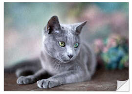 Naklejka na ścianę russian blue