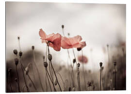 Gallery print Poppies I