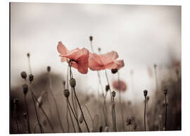 Magnettafel Mohnblumen I