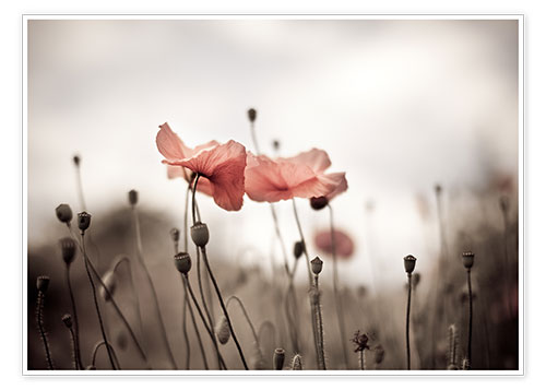 Poster Poppies I