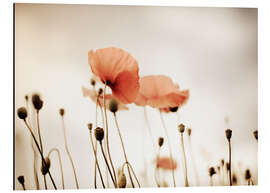 Tableau en aluminium Coquelicots rouges idylliques