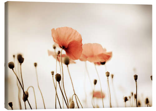 Quadro em tela Red Poppy Dream