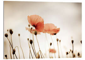 Tableau en plexi-alu Coquelicots rouges idylliques