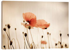 Quadro de madeira Red Poppy Dream