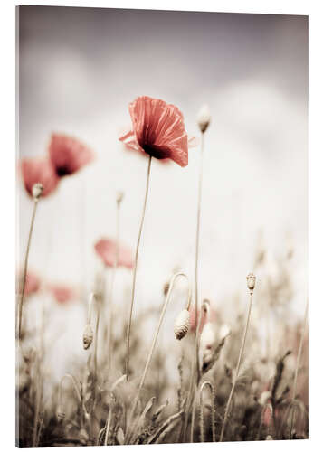 Acrylic print Poppies dipped in pastel