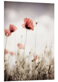 Hartschaumbild Mohn in Pastell getaucht