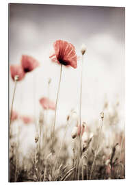 Galleriprint Poppies dipped in pastel