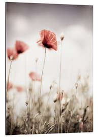 Magnettafel Mohn in Pastell getaucht