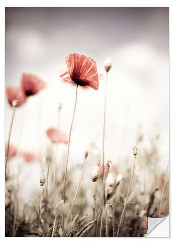 Sticker mural Poppies dipped in pastel