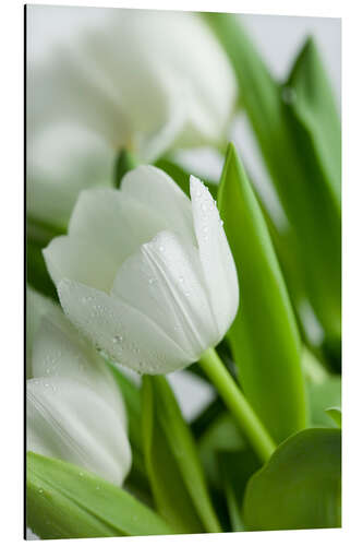 Aluminium print White Tulips 02