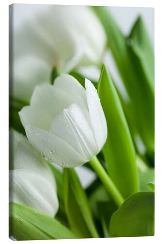 Canvas print White Tulips 02