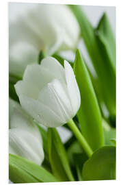 Foam board print White Tulips 02