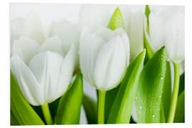 Foam board print White Tulips 04