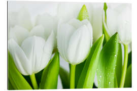 Gallery print White Tulips 04