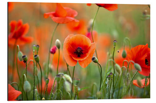 Aluminium print Poppies II