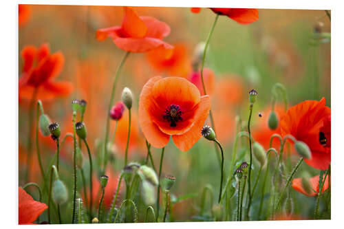 Foam board print Poppies II