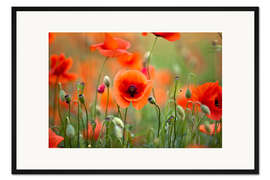 Gerahmter Kunstdruck Mohnblumen II