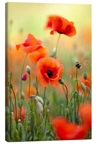 Canvas-taulu Poppies III