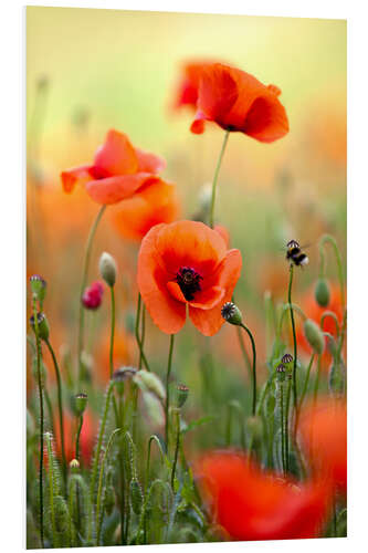 Foam board print Poppies III