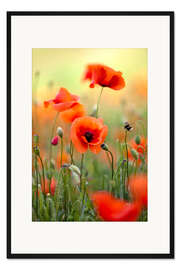Gerahmter Kunstdruck Mohnblumen III