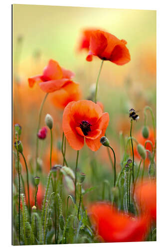 Gallery print Poppies III