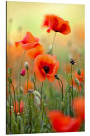 Magnettafel Mohnblumen III