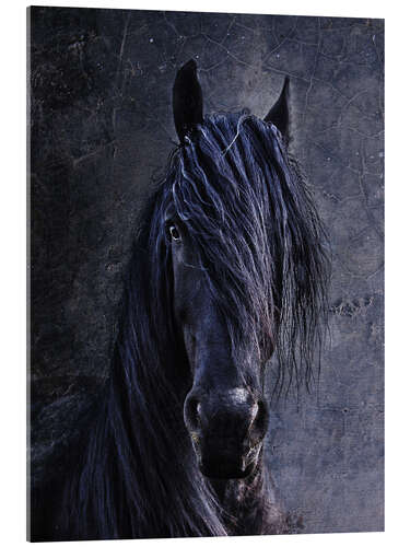 Acrylic print The Friesian