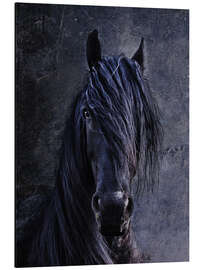 Aluminium print The Friesian