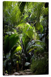 Tableau sur toile  Chemin dans la jungle - Thomas Herzog