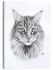 Canvas print Maine Coon Cat